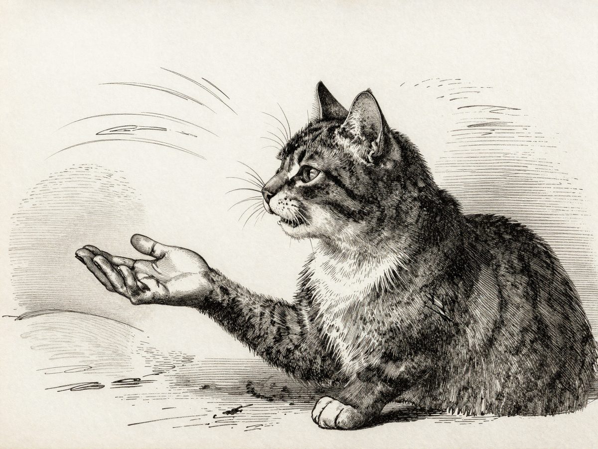 Un chat qui miaule vers l'humain. Entre eux, les chats adultes ne se miaulent presque jamais — ce langage, c'est pour nous.