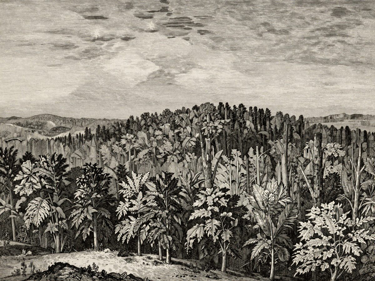Une forêt face au ciel étoilé. Trois mille milliards d'arbres : le vivant l'emporte sur les étoiles de la Voie lactée.
