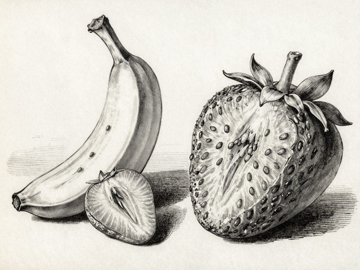 Planche botanique : la banane, vraie baie à pépins ; la fraise, faux-fruit aux grains de surface.